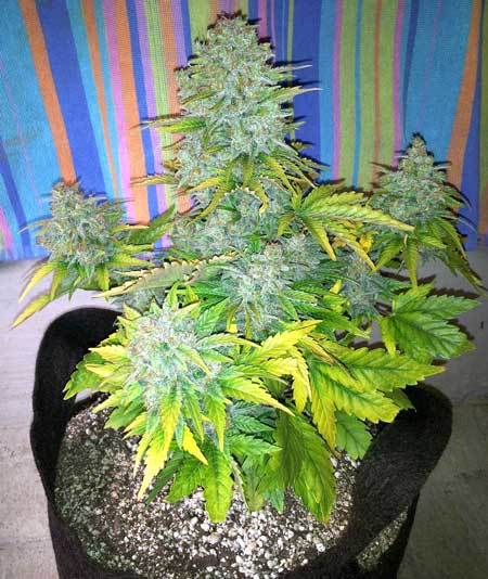 This auto-flowering cannabis plant has been flushed and is ready to harvest!